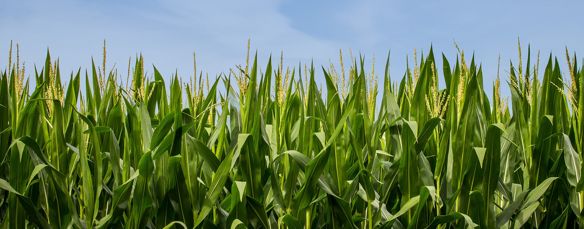 Nebraska Corn Growers Association - Catbird